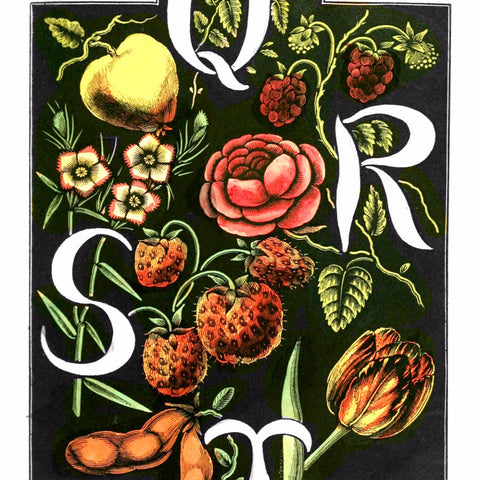Digital Download "The Alphabet of Flowers and Fruit" Q R S T (c.1856) - Instant Download Printable - thirdshift