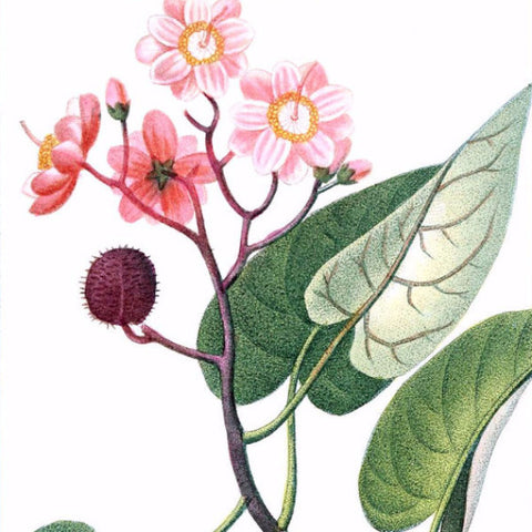 Digital Download "Achiote" Illustration (c.1855) - Instant Download Printable - thirdshift