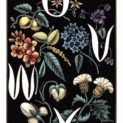 Digital Download "The Alphabet of Flowers and Fruit" U V W X (c.1856) - Instant Download Printable - thirdshift