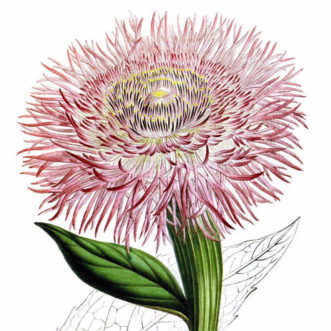 Digital Download "American Starthistle" Illustration (c.1872) - Instant Download Printable - thirdshift