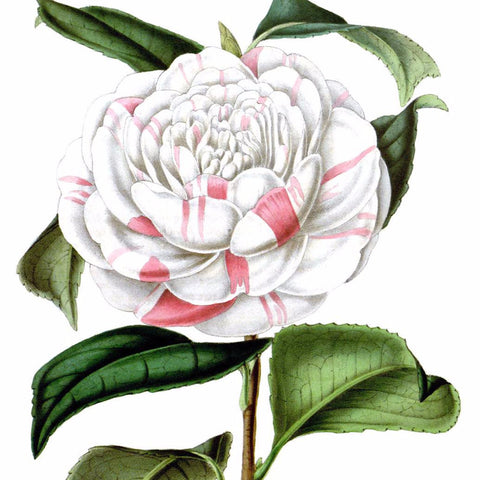 Digital Download "Countess of Orkney" Illustration (c.1872) - Instant Download Printable - thirdshift