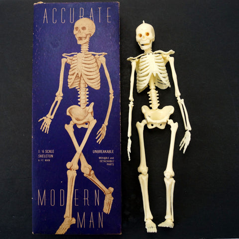 Vintage Human Skeleton Anatomy Model in Original Box, 1/6 scale Modern Man (c.1958) - thirdshift