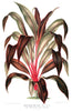 Digital Download "Cordyline Fruticosa" Illustration (c.1867) - Instant Download Printable - thirdshift
