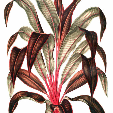 Digital Download "Cordyline Fruticosa" Illustration (c.1867) - Instant Download Printable - thirdshift