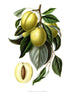 Digital Download "Golden Esperen Plum" Illustration (c.1872) - Instant Download Printable - thirdshift