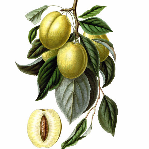 Digital Download "Golden Esperen Plum" Illustration (c.1872) - Instant Download Printable - thirdshift