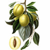 Digital Download "Golden Esperen Plum" Illustration (c.1872) - Instant Download Printable - thirdshift