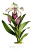Digital Download "Paphiopedilum Lowii" Illustration (c.1872) - Instant Download Printable - thirdshift