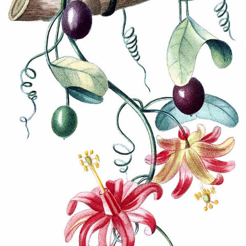 Digital Download "Passiflora Murucuja" Illustration (c.1855) - Instant Download Printable - thirdshift