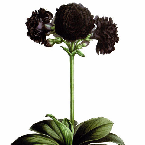 Digital Download "Primula Auricula Nigra" Illustration (c.1872) - Instant Download Printable - thirdshift