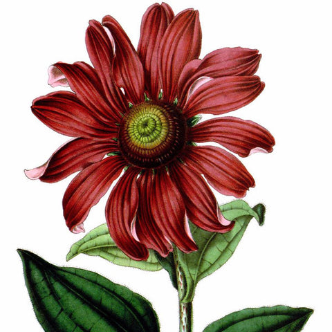 Digital Download "Purple Coneflower" Illustration (c.1872) - Instant Download Printable - thirdshift