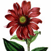 Digital Download "Purple Coneflower" Illustration (c.1872) - Instant Download Printable - thirdshift