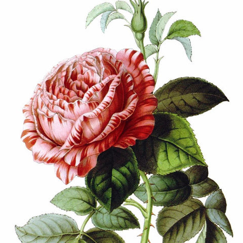 Digital Download "Triomphe de Valenciennes" Illustration (c.1851) - Instant Download Printable - thirdshift