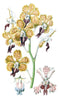 Digital Download "Vanda Tricolor" Illustration (c.1851) - Instant Download Printable - thirdshift