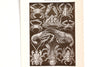 Vintage / Antique Decapod Crustacea Book Plate Engraving in Black and White, N1 (c.1900s) - thirdshift