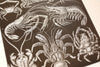 Vintage / Antique Decapod Crustacea Book Plate Engraving in Black and White, N1 (c.1900s) - thirdshift