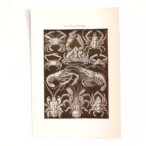 Vintage / Antique Decapod Crustacea Book Plate Engraving in Black and White, N1 (c.1900s) - thirdshift