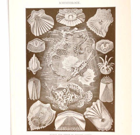 Vintage / Antique Ichthyology Book Plate Engraving in Black and White (c.1900s) N2 - thirdshift