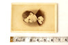 Antique Photograph Cabinet Card of Woman (c.1870s) - thirdshift