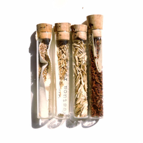Vintage / Antique Heirloom Garden Seeds in Glass Vials, Set of 4 (c.1910s) N6 - thirdshift