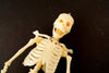 Vintage Human Skeleton Anatomy Model in Original Box, 1/6 scale Modern Man (c.1960s) - thirdshift