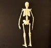 Vintage Human Skeleton Anatomy Model in Original Box, 1/6 scale Modern Man (c.1960s) - thirdshift