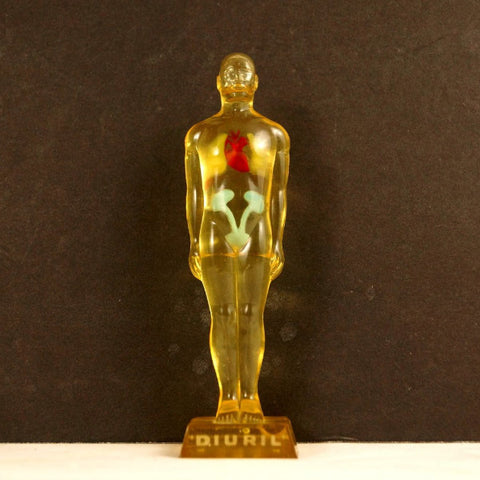 Vintage Human Anatomical Model Diuril Liquid Model (c.1950s) - thirdshift