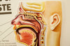 Vintage 3D Human Body Chart, Smell and Taste, Human Anatomy (c.1980s) - thirdshift