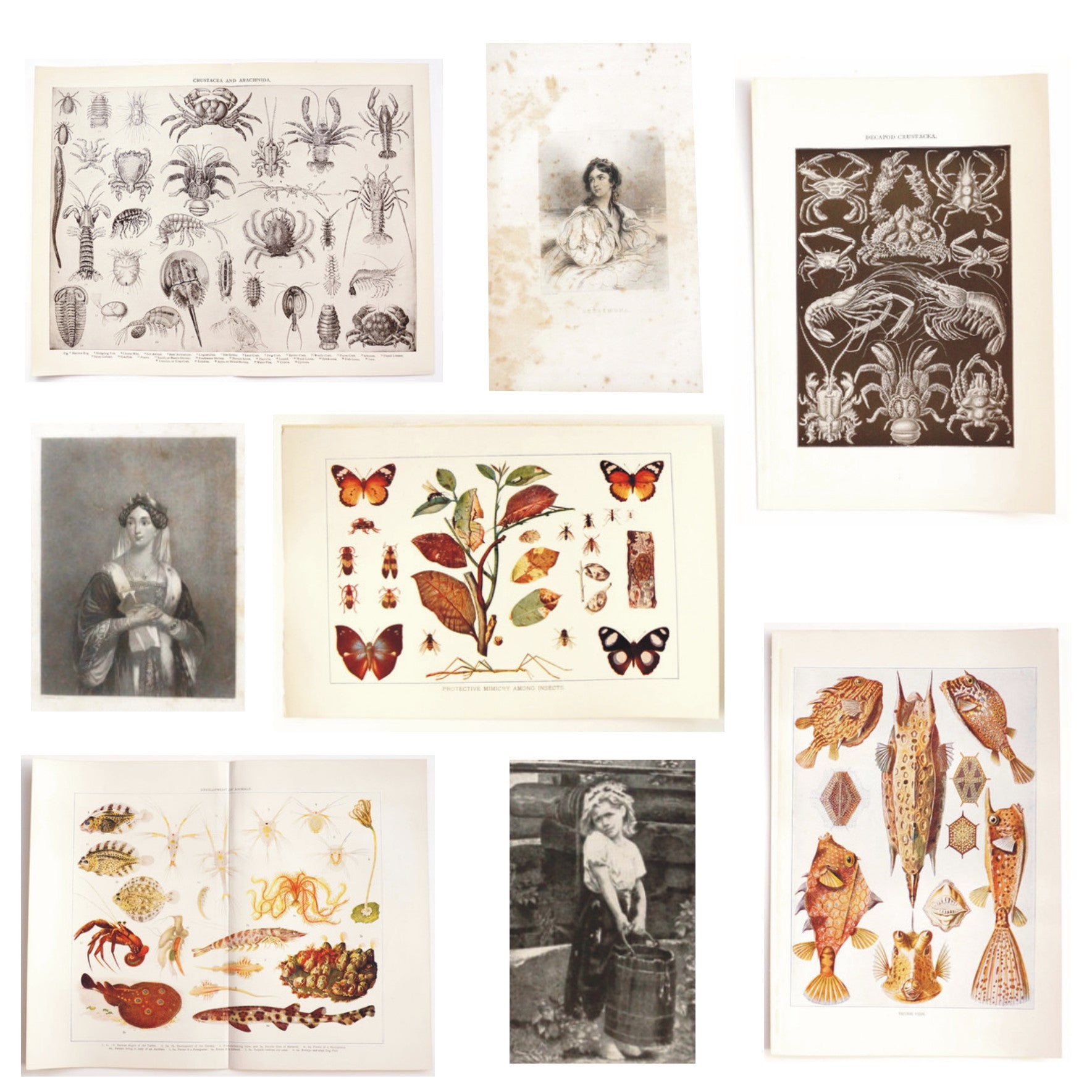 Vintage Book Plates For Sale - A selection of book pages from the
