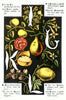 Digital Download "The Alphabet of Flowers and Fruit" I J K L (c.1856) - Instant Download Printable - thirdshift