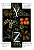 Digital Download "The Alphabet of Flowers and Fruit" Y Z (c.1856) - Instant Download Printable - thirdshift