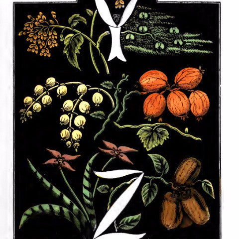 Digital Download "The Alphabet of Flowers and Fruit" Y Z (c.1856) - Instant Download Printable - thirdshift
