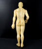 Vintage Male Acupuncture Model with Stand, 19-1/2" tall (c.1970s) N2 - thirdshift