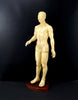 Vintage Male Acupuncture Model with Stand, 19-1/2" tall (c.1970s) N2 - thirdshift