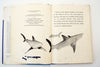 Vintage "Sharks" by Herbert S. Zim (c.1966) - thirdshift