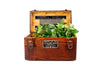 Vintage Wood Box with Lid, Handle and Metal Label Plate, Navy Bureau of Ships WWII (c1945) - thirdshift