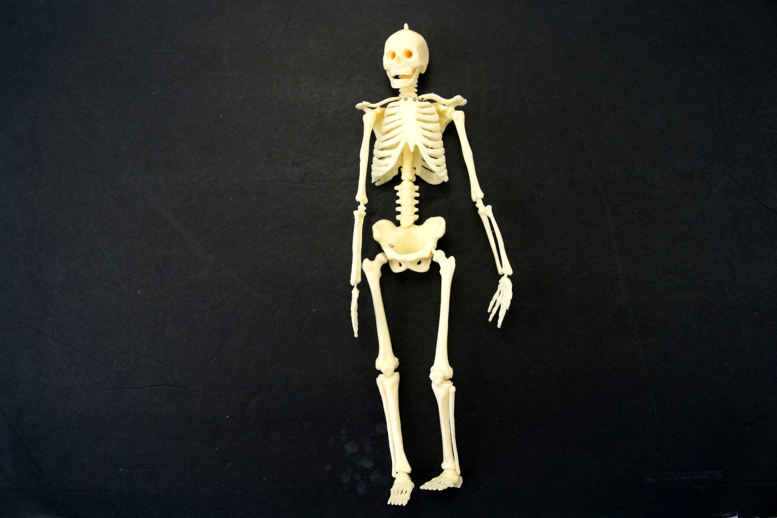 Vintage 1986 Anatomia Board Game Battat Games RARE Skeleton Model - COMPLETE