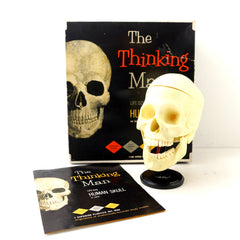 Vintage Human Skull Anatomy Model with Manual, Life Size (c1960s) - thirdshift