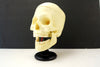 Vintage Human Skull Anatomy Model with Manual, Life Size (c1960s) - thirdshift