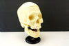 Vintage Human Skull Anatomy Model with Manual, Life Size (c1960s) - thirdshift