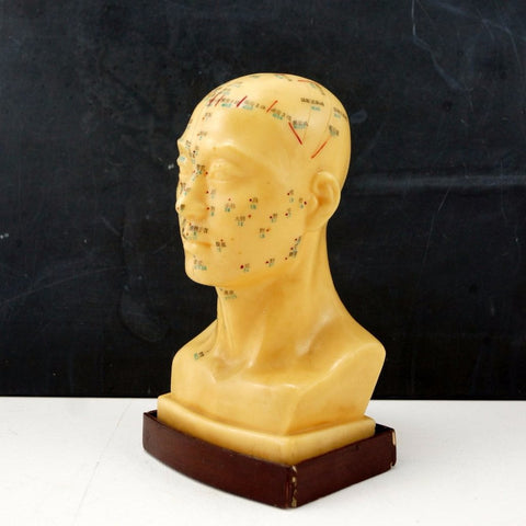 Vintage Male Head Acupuncture Model / Medical Model (c.1970s) - thirdshift
