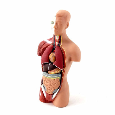 Vintage Human Anatomy Model with Removable Parts (c.1970s) - thirdshift