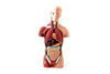 Vintage Human Anatomy Model with Removable Parts (c.1970s) - thirdshift