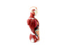 Vintage Human Anatomy Model with Removable Parts (c.1970s) - thirdshift