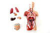 Vintage Human Anatomy Model with Removable Parts (c.1970s) - thirdshift