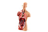 Vintage Human Anatomy Model with Removable Parts (c.1970s) - thirdshift