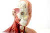 Vintage Human Anatomy Model with Removable Parts (c.1970s) - thirdshift