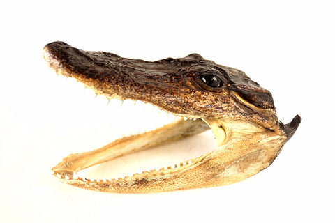 Vintage Taxidermy Alligator Head with Original Teeth (c.1950s) N1 - thirdshift