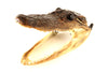 Vintage Taxidermy Alligator Head with Original Teeth (c.1950s) N2 - thirdshift