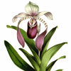 Digital Download "Paphiopedilum Lowii" Illustration (c.1872) - Instant Download Printable - thirdshift